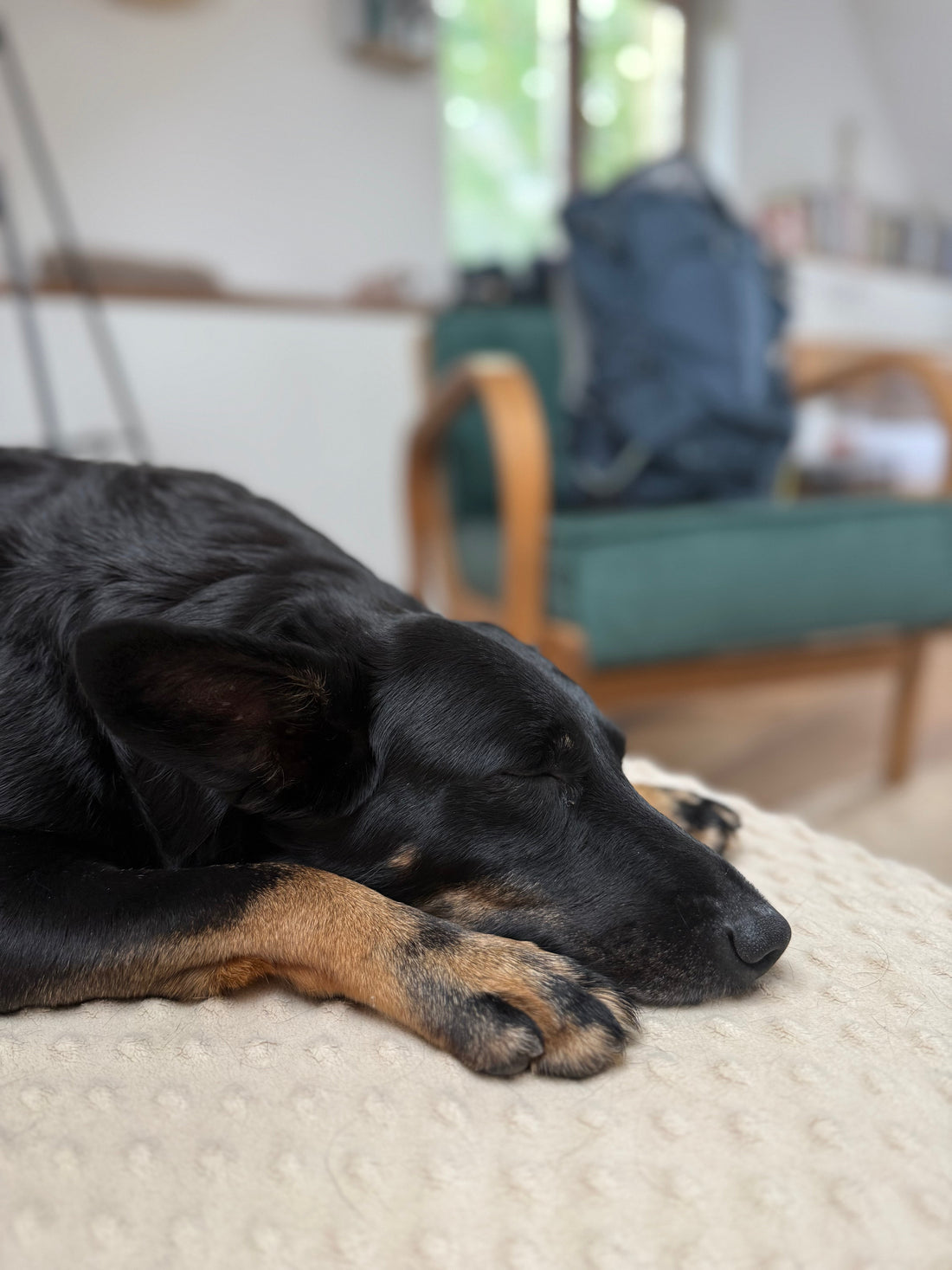 Když chcete krásný domov… a máte psa